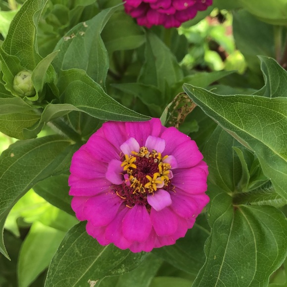 Meet your Posher, Sonya - Picture 3 of 14